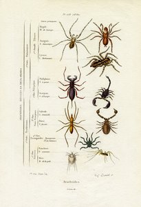Scorpions by French School